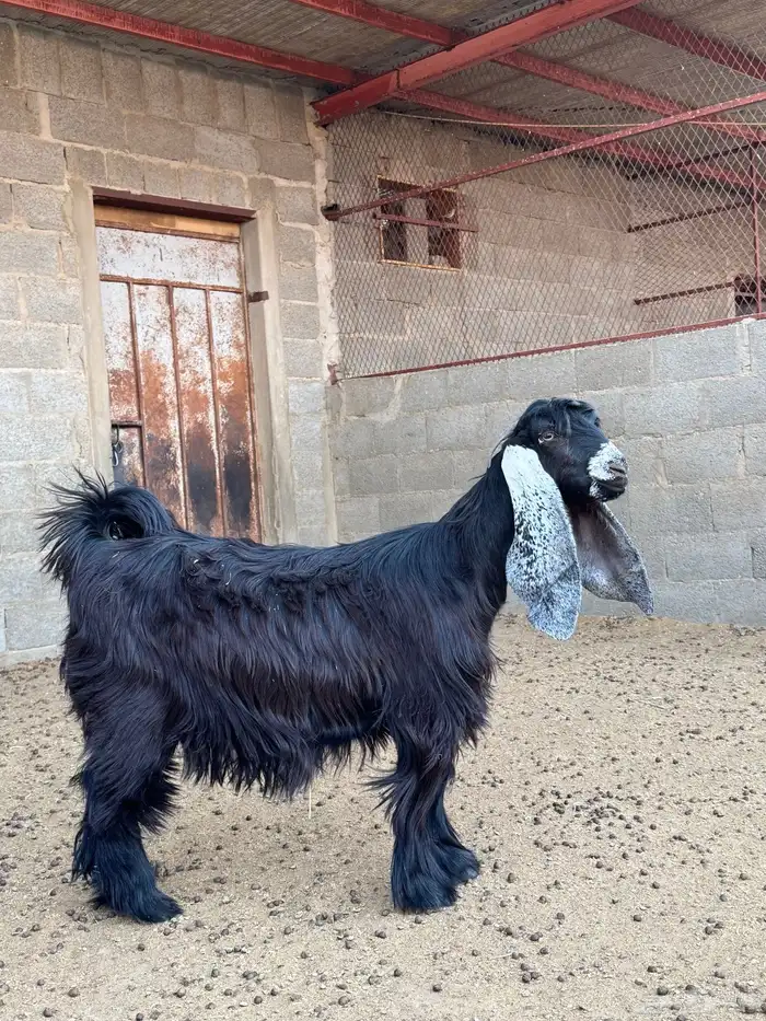 معزا صنف دفيع الدوادمي 6