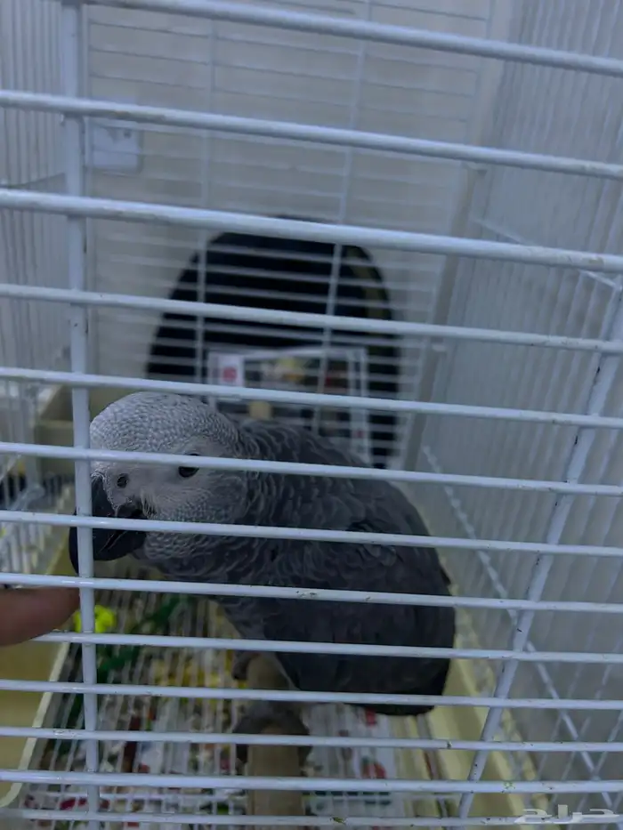 للبيع كاسكو العمر 7شهور هادي بداية كلام(3000) 1