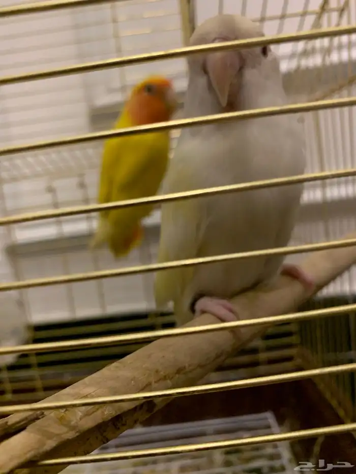 زوج روز منتج 0