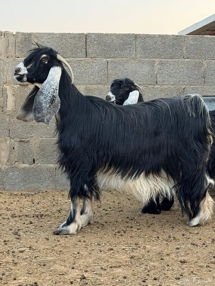 معزا صنف دفيع الدوادمي 0