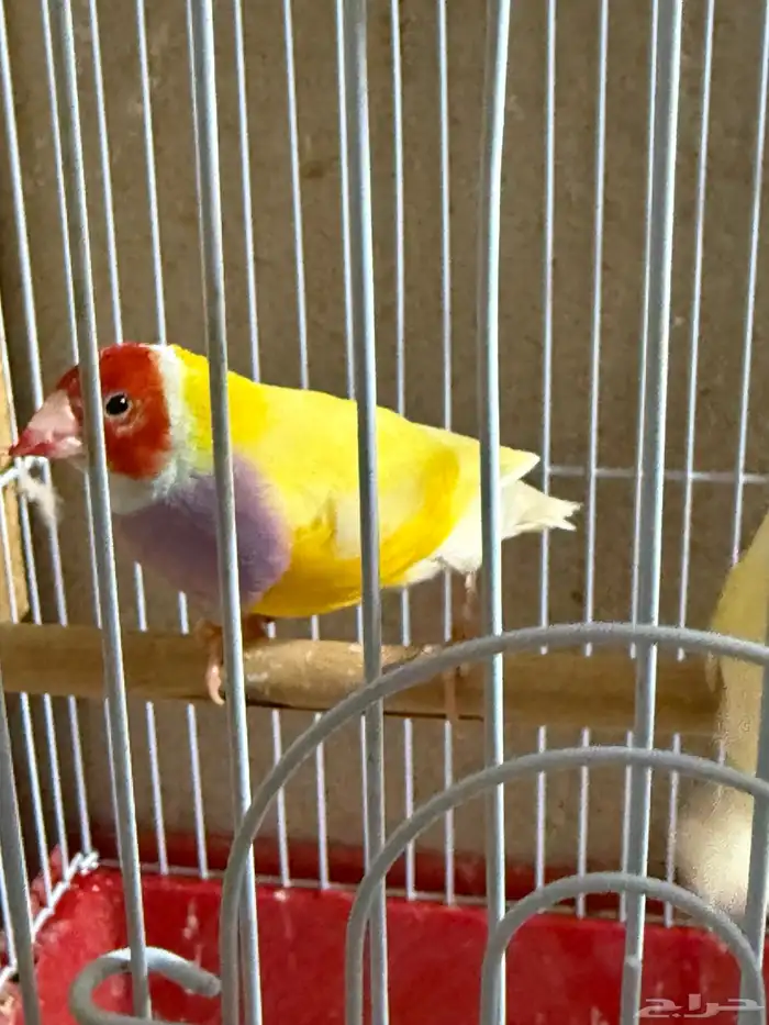 جوز قولدن فينش منتج 4