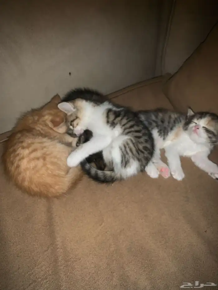 قطط للبيع  ام واطفالها  عمر الام سنة  والاطفال 6 اسابيع 3