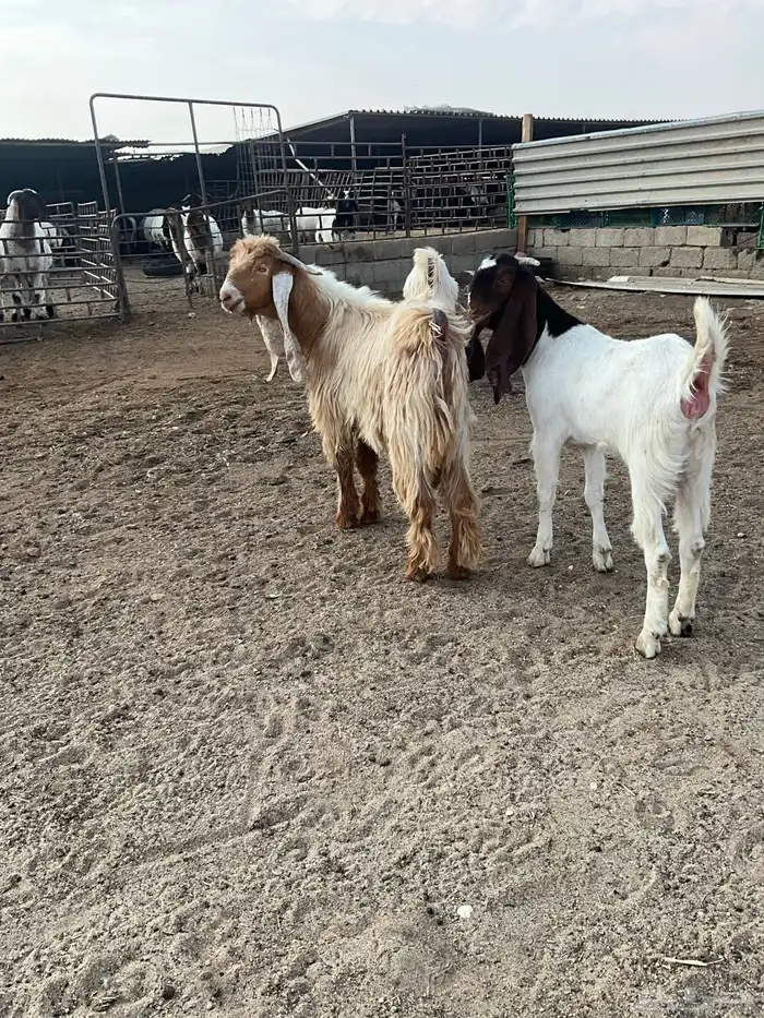 تيوس عوارض صفر 8