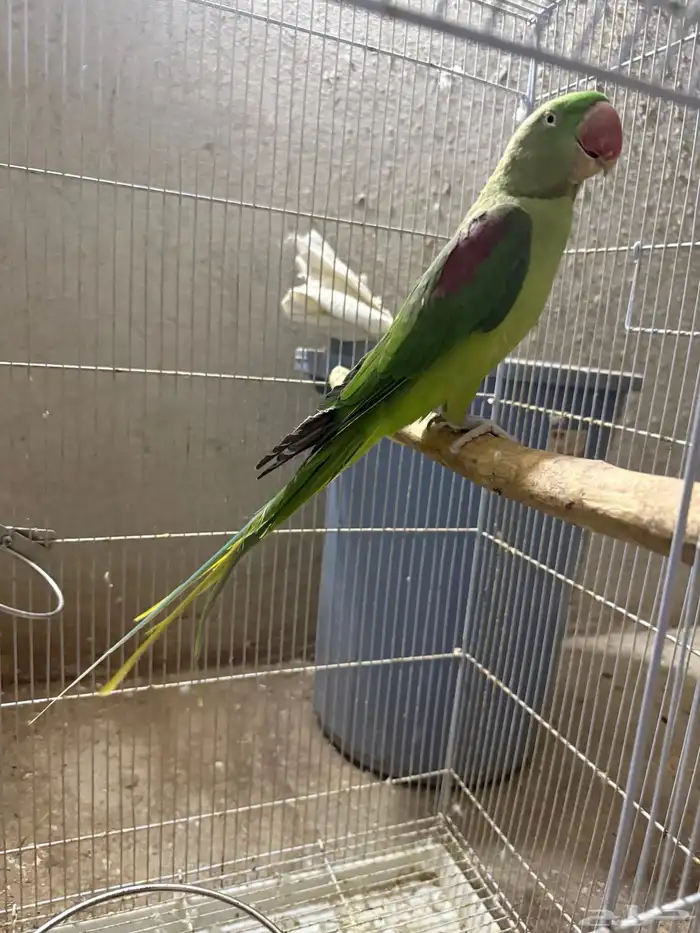 جوز نيبالي سوبر جامبو ( أليف ومتكلم ) 6