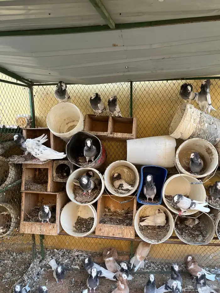 اجواز بلجيكي 0