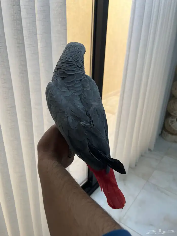 كاسكو اليف ومتكلم 2