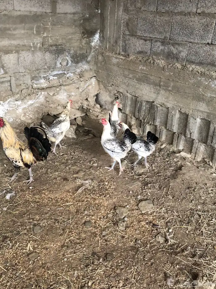 دجاج مهجن باكستاني و بلدي 2