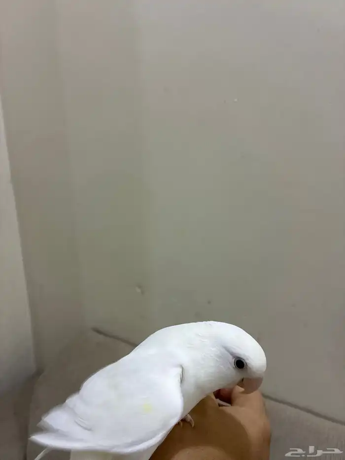 طير روز اليف 2