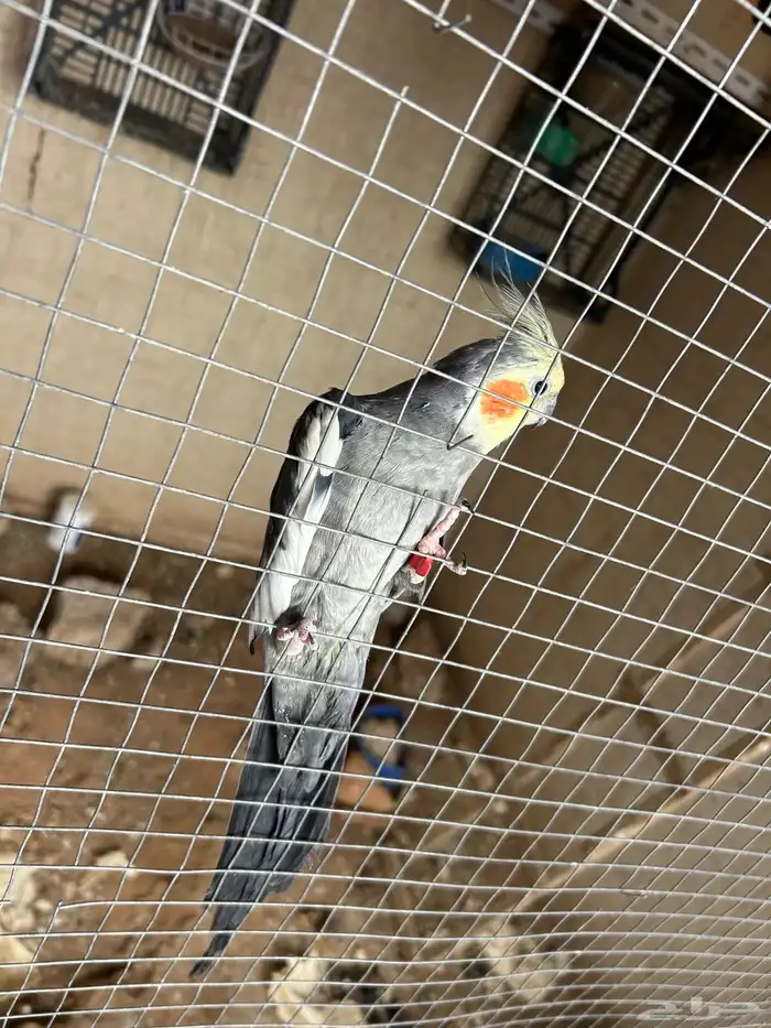 حجول كروان نحاس مقاس (6) mm 6