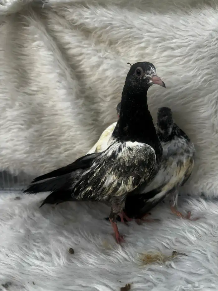 زوج منتج وفروخ باكستاني مسابقات 8