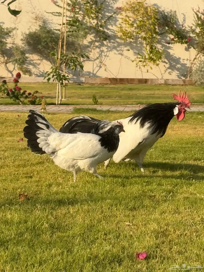 للبيع طقم دجاج لاكنفلدر لكنفلدر سلالة المانية(راجع اعلاناتي) 1