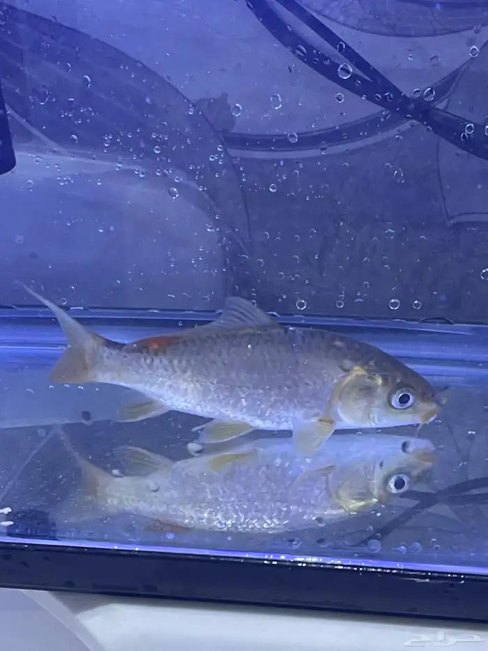 اسماك الزينه 2