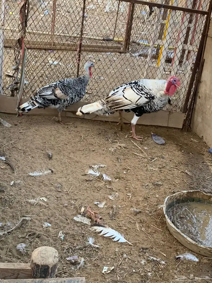 زوج ديك رومي 0