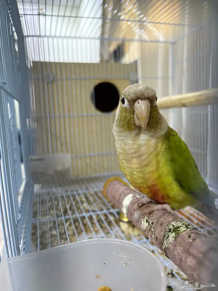 جوز كنيور منتج شرط 1