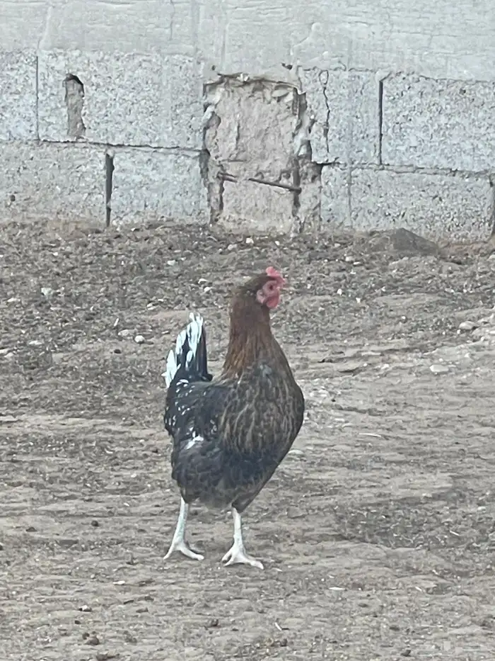 المورورقع القيصومه الحوشه 0