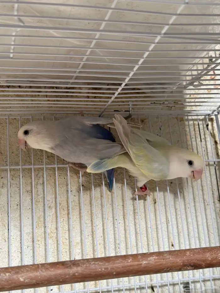 للبيع ازواج روز منتجه 15 زوج 22