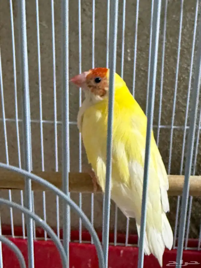 جوز قولدن فينش منتج 3