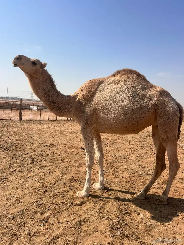 ضرايب للبيع 0