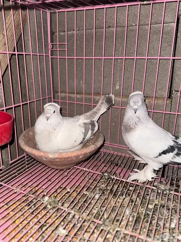 حمام تركي ثلجي منتج 1