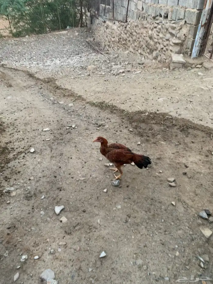 دجاج ساندي 3