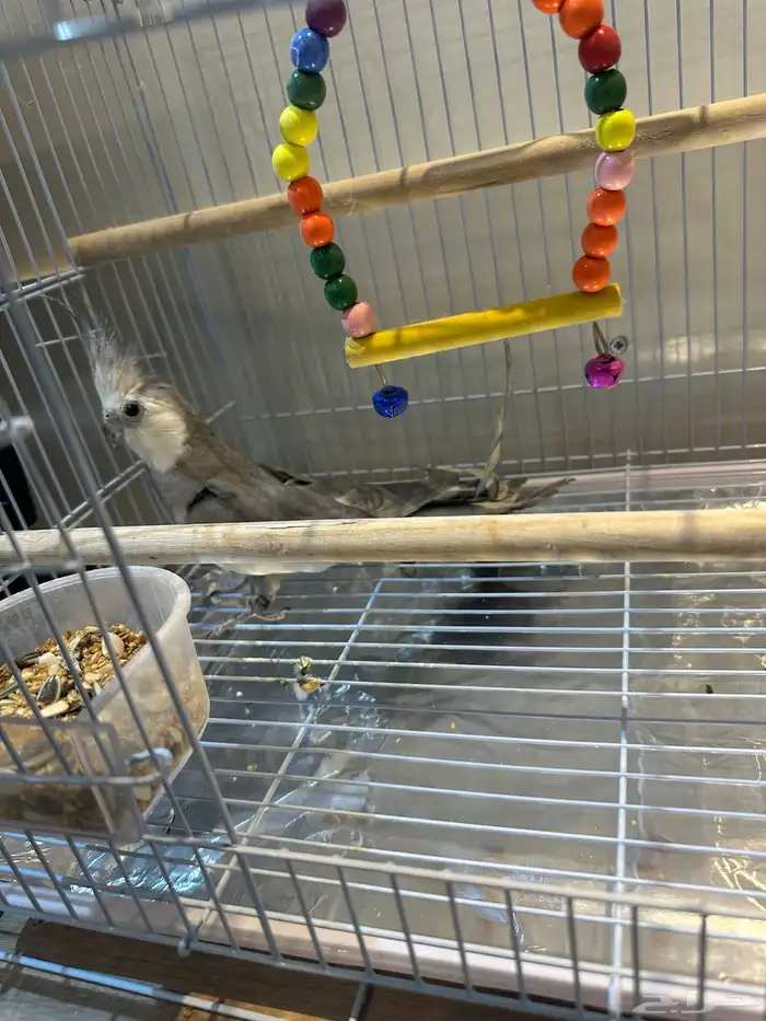 طير كروان للبيع 1