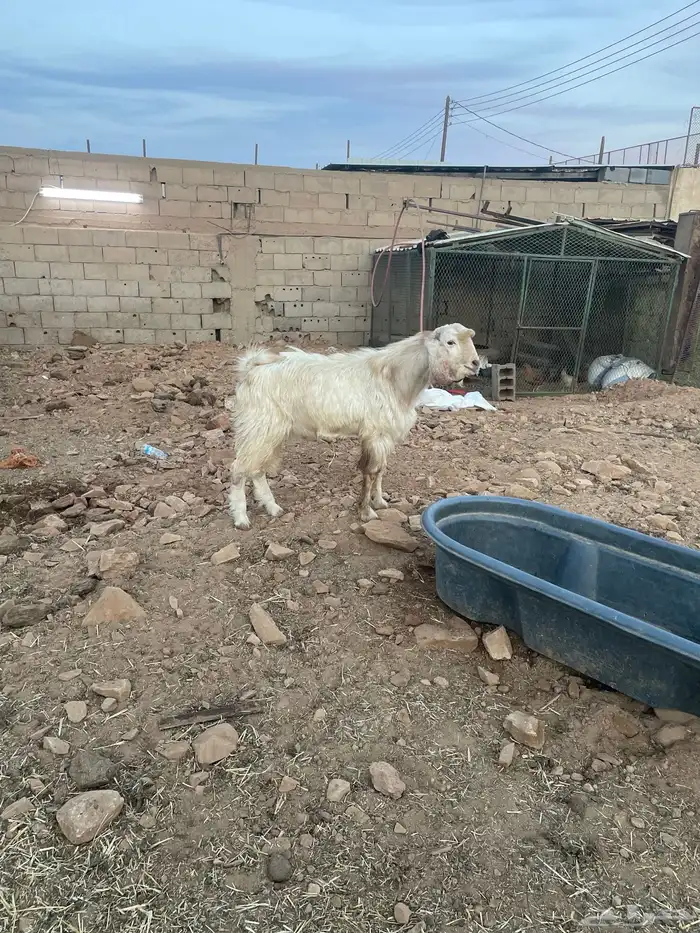 تيس جذع فحل 1