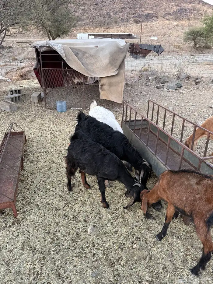 7 معزا للبيع 1