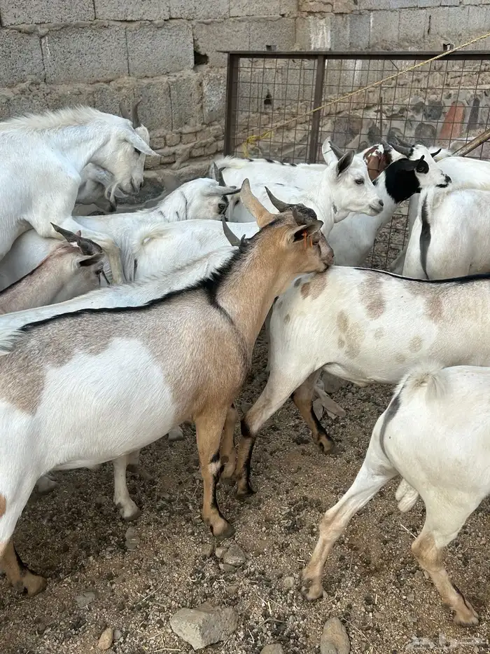 تيوس مرابي 0