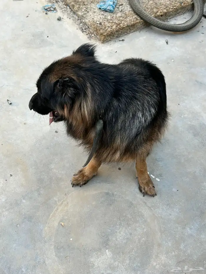 كلب جيرمن للبيع 3