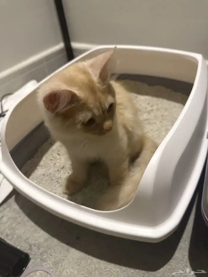 قطة للتبني عمرها 3 اشهر 0