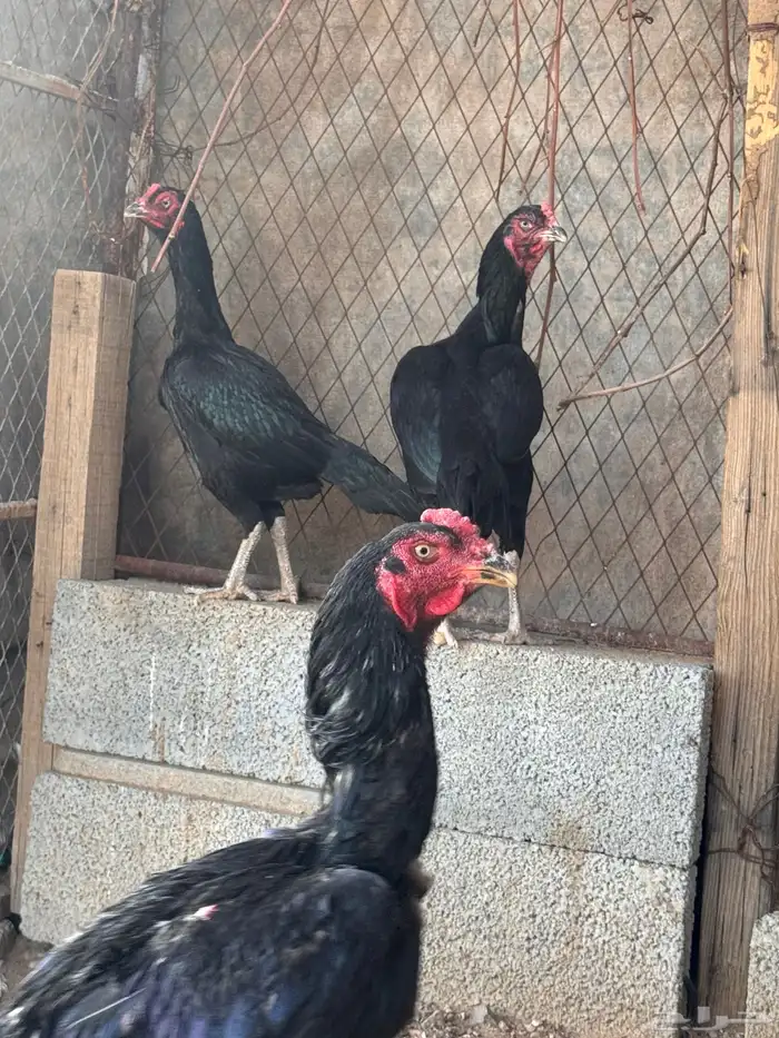 دجاج باكستاني 9