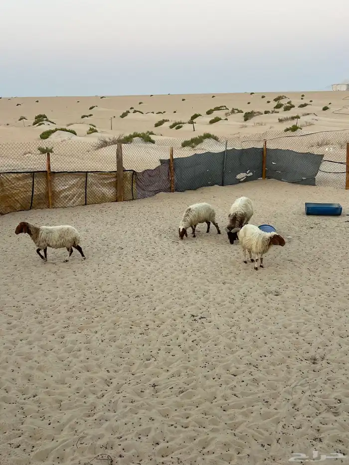 غنم نعيم بفحلها العدد 7 0