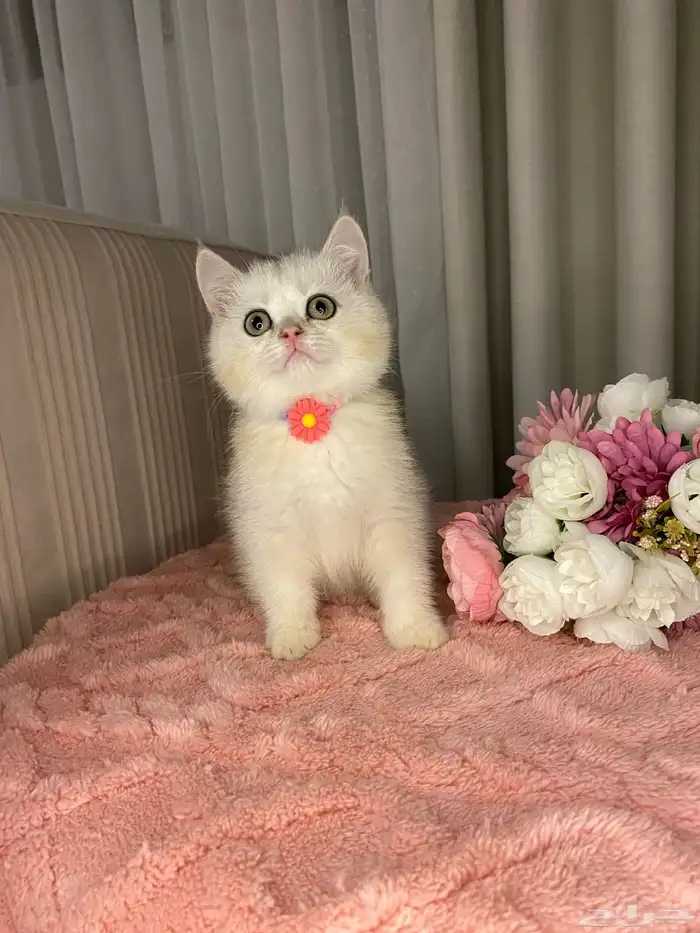 سكوتش تربل فولد واستريت بيور للبيع 2