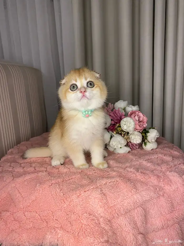 سكوتش تربل فولد واستريت بيور للبيع 1