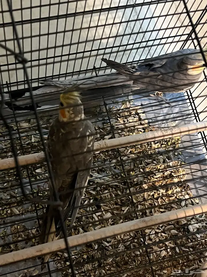 طيور كروان وهامستر للبيع 1