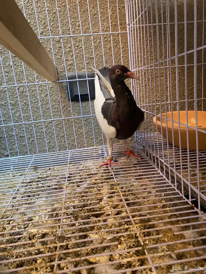 زوج دنش مسوبع 3