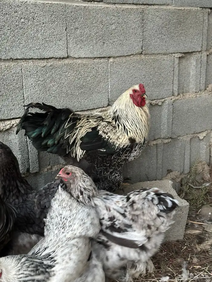 دجاج براهما مستوي توب 11