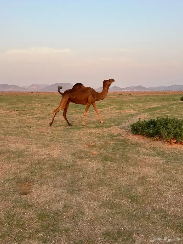 ابل للبيع 11