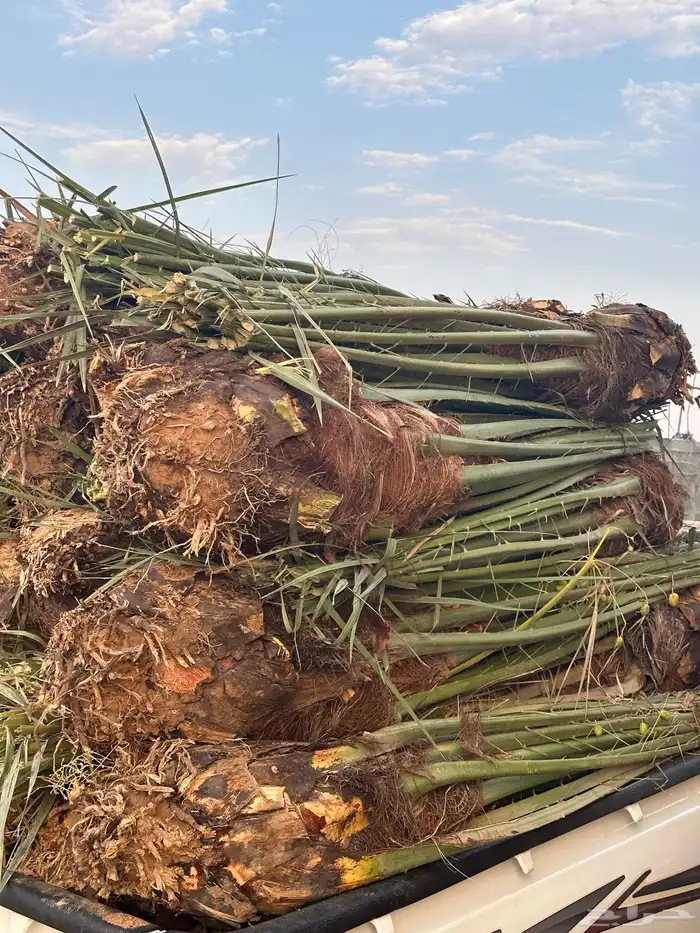 نخل واصل من القصيم 5