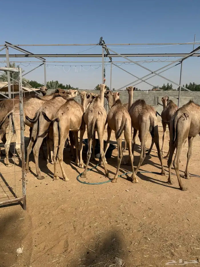 حاشي قعدان 3850 وبربري 750 و تيس 950 2