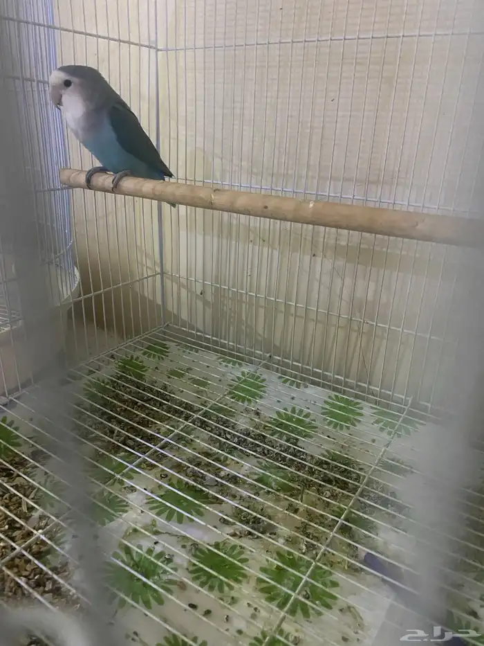 روز ذكر للبدل بروز انثي 0