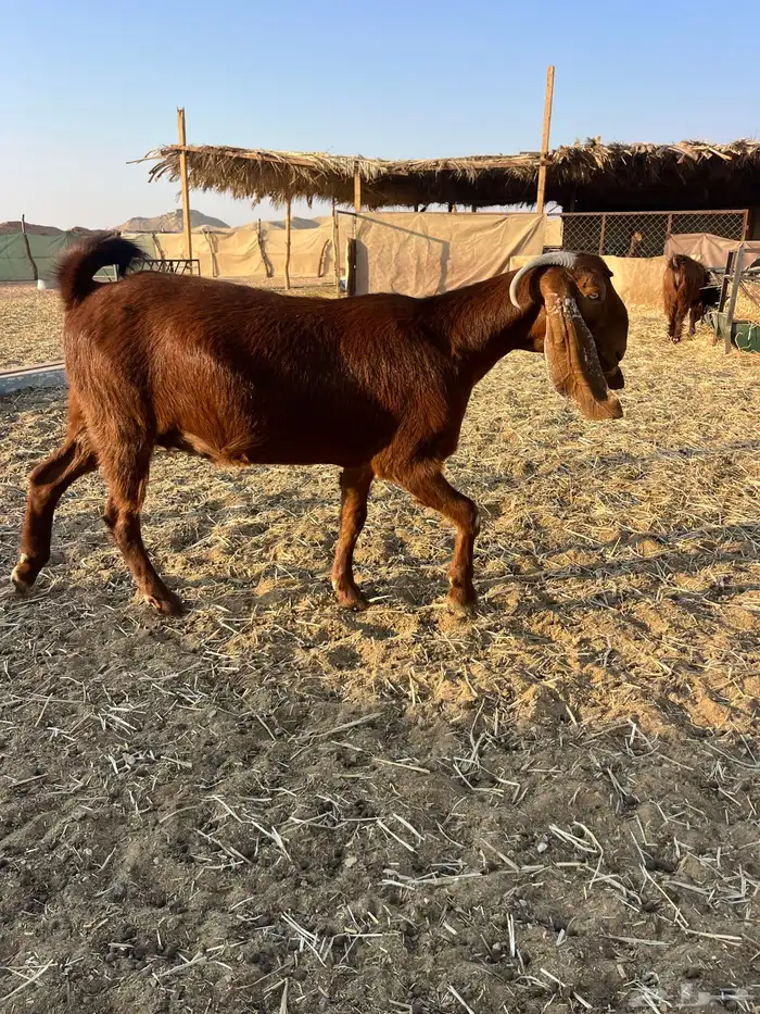 عنز قبرصيه دافع سنها ثنيه 6