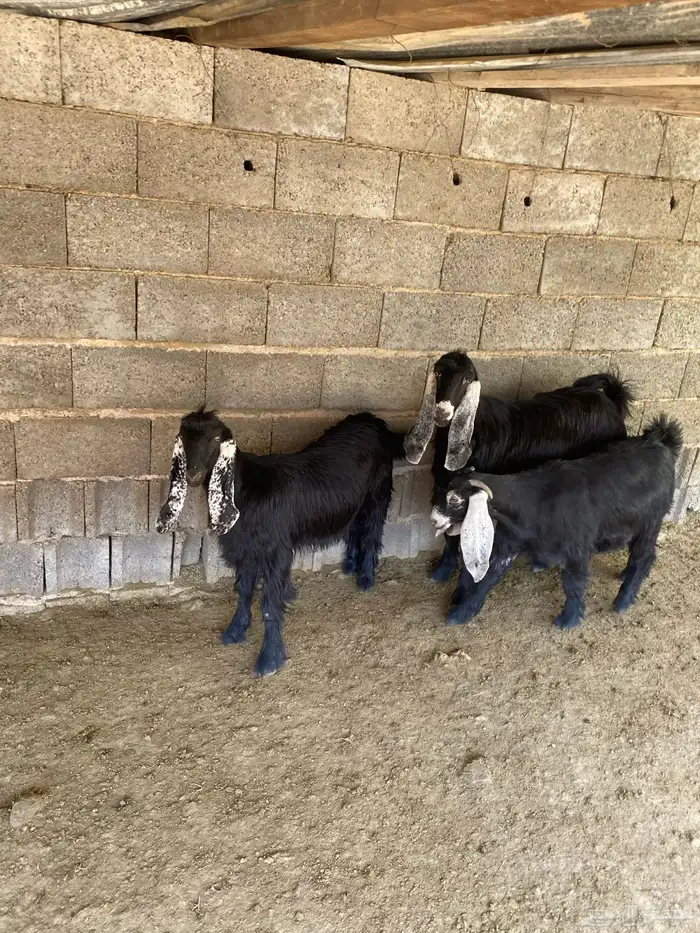 جفرات للبيع 0