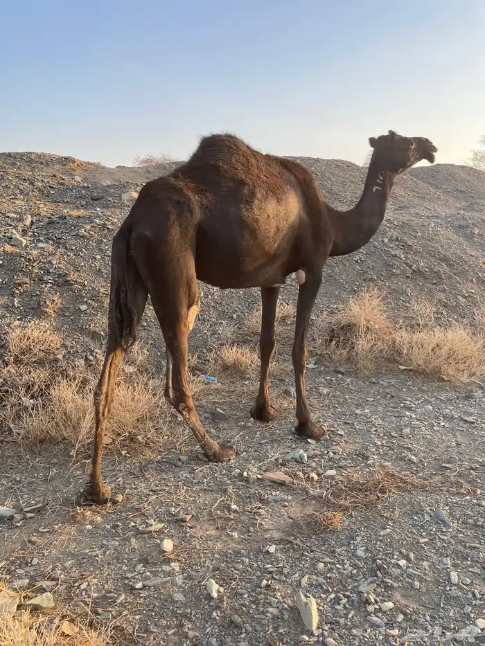 بكره ملحا رباع 1