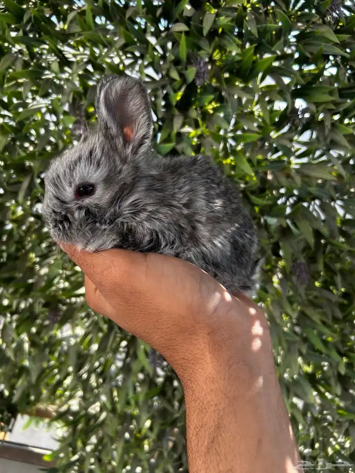 ارانب قزم كيوت و لطيفة و احجم صغيره 15