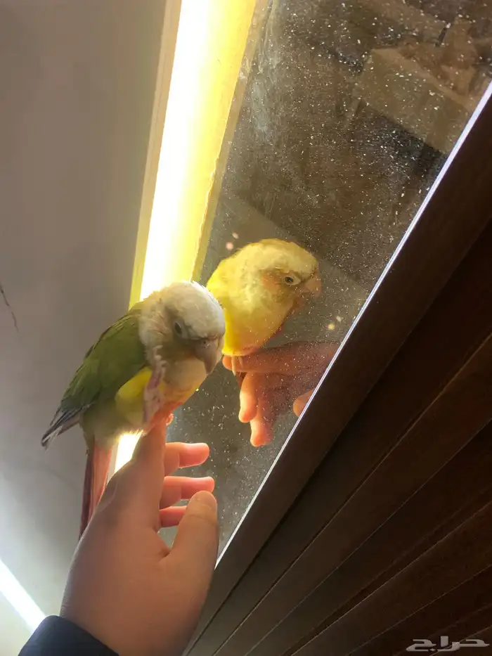 طير كنيور ما تكلم 4