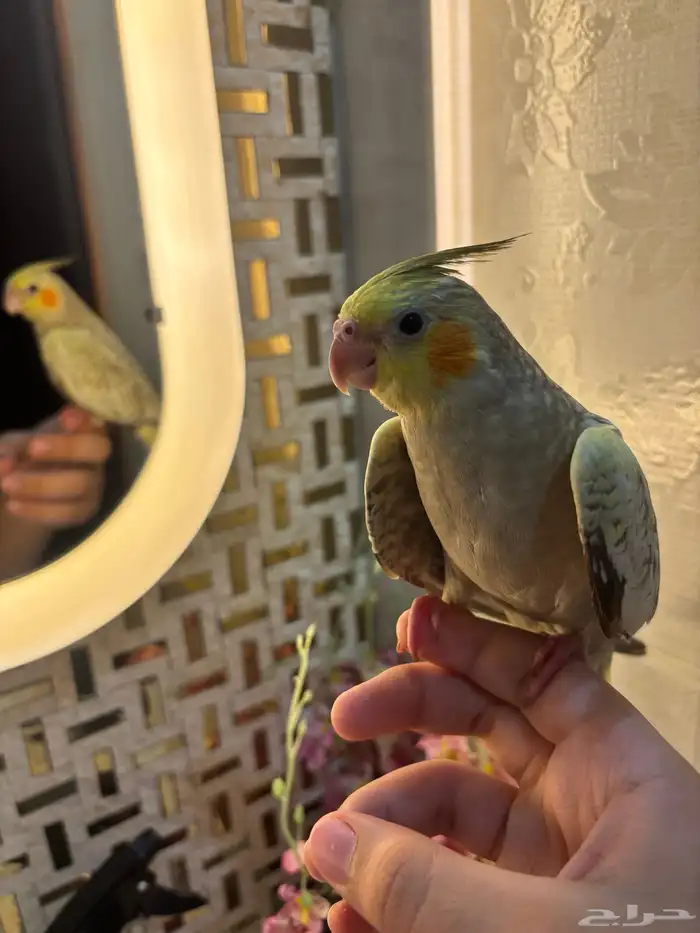 كروان أليف هدد للبيع 3