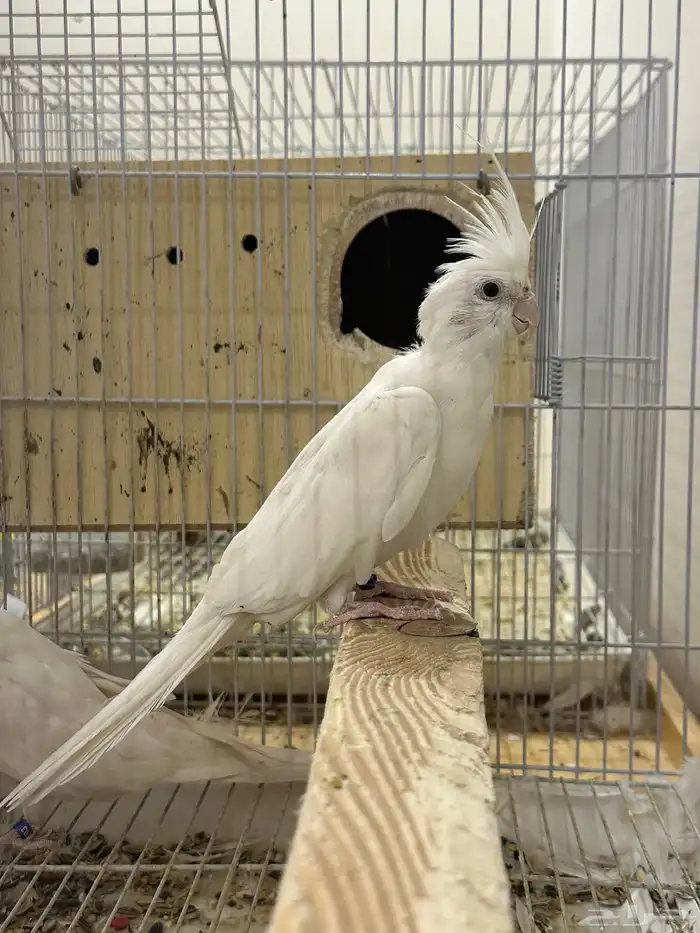 جوز كروان البينو 1