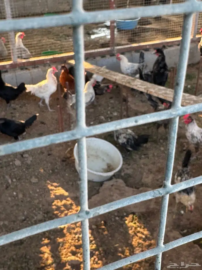 دجاج ودياكه 7