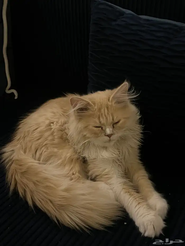 قط لتبني العمر 5 شهور 0